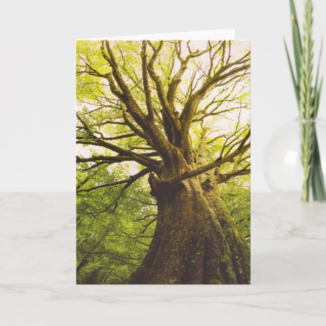 Beautiful Beech Tree Card (Front)