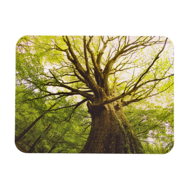 Beautiful Beech Tree Magnet (Horizontal)