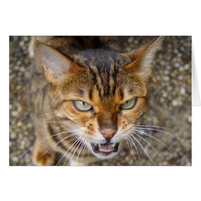 Beautiful Bengal Cat (Front Horizontal)