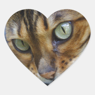 Beautiful Bengal Cat Heart Sticker
