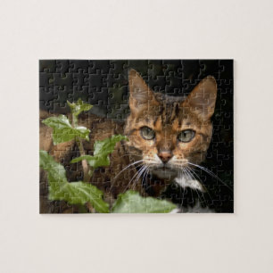 Beautiful Bengal Cat Jigsaw Puzzle