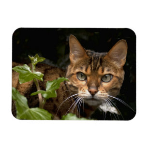 Beautiful Bengal Cat Magnet