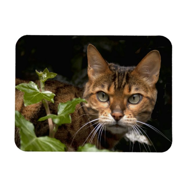 Beautiful Bengal Cat Magnet (Horizontal)