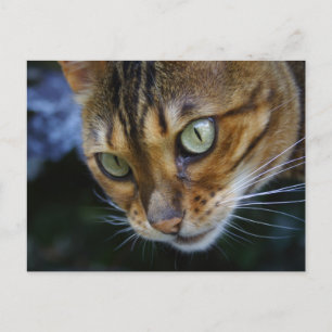 Beautiful Bengal Cat Postcard