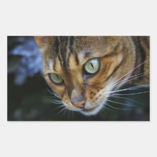 Beautiful Bengal Cat Sticker