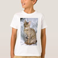 Beautiful Bengal Cute Cat Face