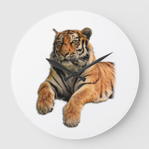 Beautiful Bengal Tiger Face & Paws Photo Large Clock
