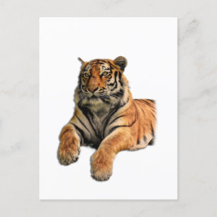 Beautiful Bengal Tiger Face & Paws Photo Postcard