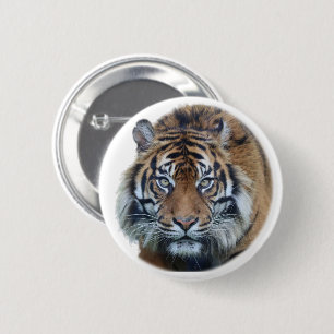 Beautiful Bengal Tiger Face Photo 2 Inch Round Button