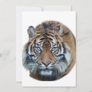 Beautiful Bengal Tiger Face Photo Invitation