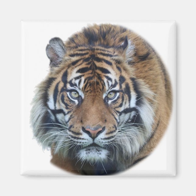 Beautiful Bengal Tiger Face Photo Magnet (Front)