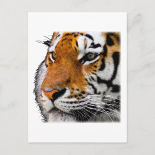 Beautiful Bengal Tiger Face Photo Postcard