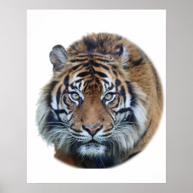 Beautiful Bengal Tiger Face Photo Poster (Front)
