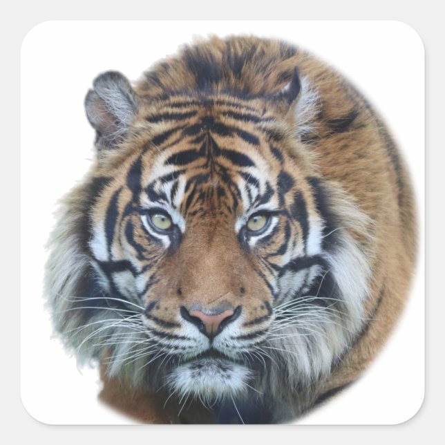 Beautiful Bengal Tiger Face Photo Square Sticker (Front)