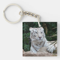 Beautiful Bengal White Tiger Photography