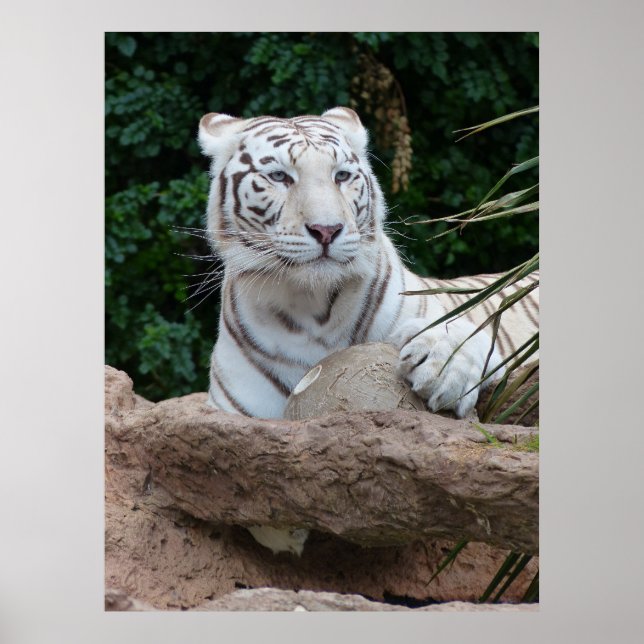 Beautiful Bengal White Tiger Photography Poster (Front)
