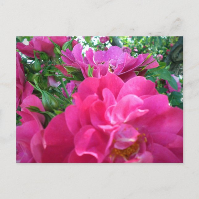 Beautiful Big Pink Roses Garden Flowers Postcard (Front)