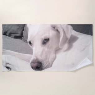 Beautiful Big White Dog Face Grey Beach Towel