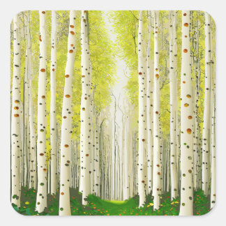 Beautiful Birch Tree Forest Landscape  Square Sticker