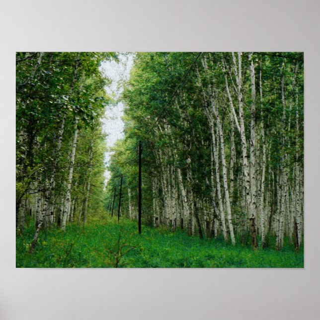 Beautiful Birch Tree Forest Poster (Front)