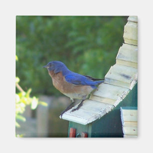 Beautiful Bird Magnet