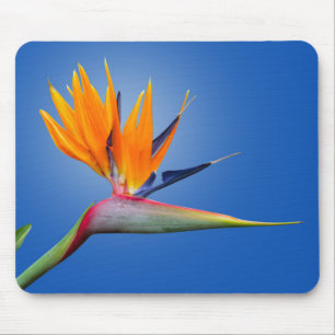 Beautiful Bird of Paradise Strelitzia Flower Mouse Pad