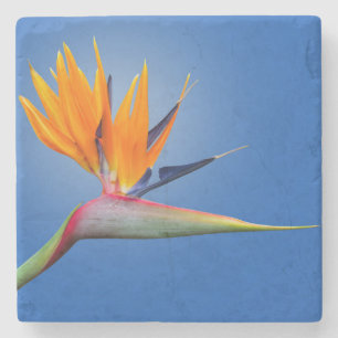 Beautiful Bird of Paradise Strelitzia Flower Stone Coaster