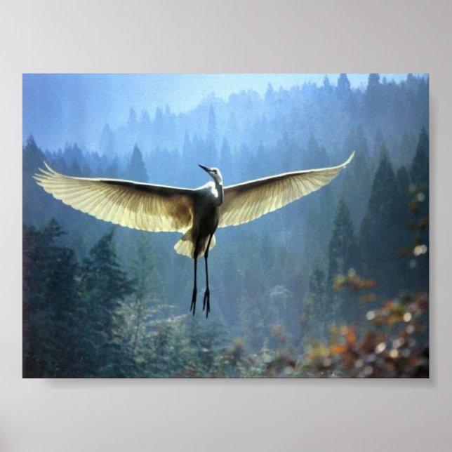 beautiful bird poster (Front)