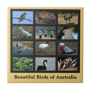 Beautiful Birds of Australia Collage Tile