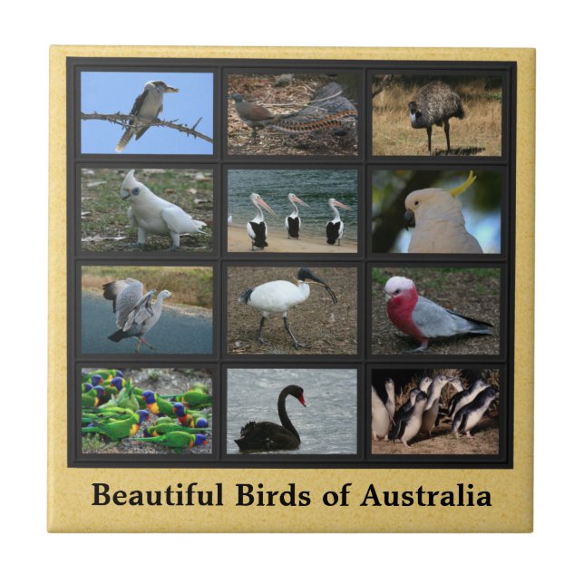 Beautiful Birds of Australia Collage Tile (Front)