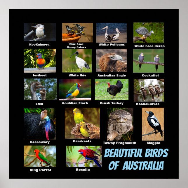 Beautiful Birds of Australia Poster (Front)