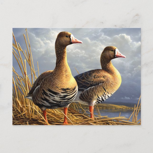 beautiful birds postcards 29 (Front)