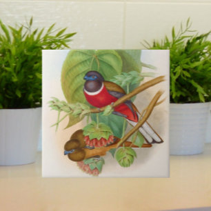 Beautiful Birds Vintage Illustration Colorful Tile