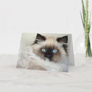 Beautiful Birman Ragdoll Cat-lovers Note Card