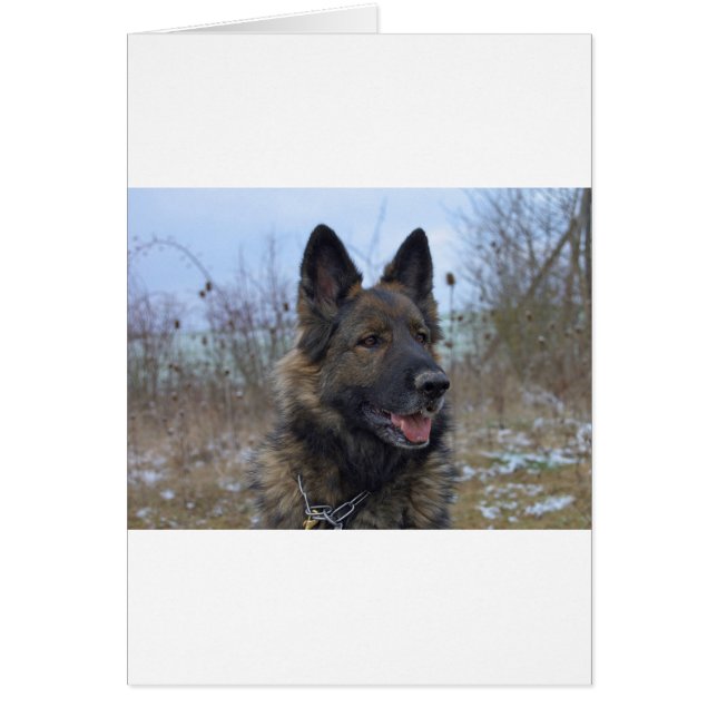 beautiful black and tan German Shepherd puppy (Front)