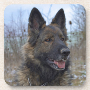beautiful black and tan German Shepherd puppy Coaster