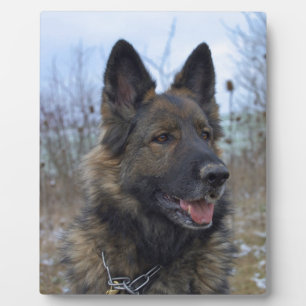 beautiful black and tan German Shepherd puppy Plaque