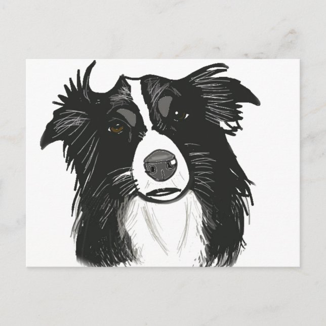 Beautiful Black and White Border Collie Postcard (Front)