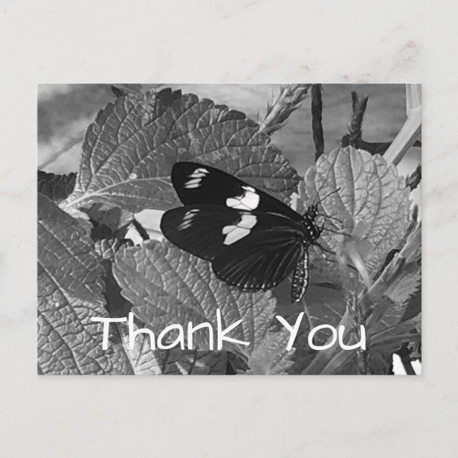 Beautiful Black and White Butterfly Thank you Postcard (Front)