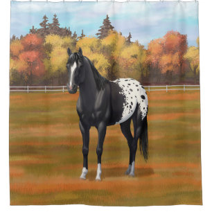Beautiful Black Appaloosa Quarter Horse Stallion