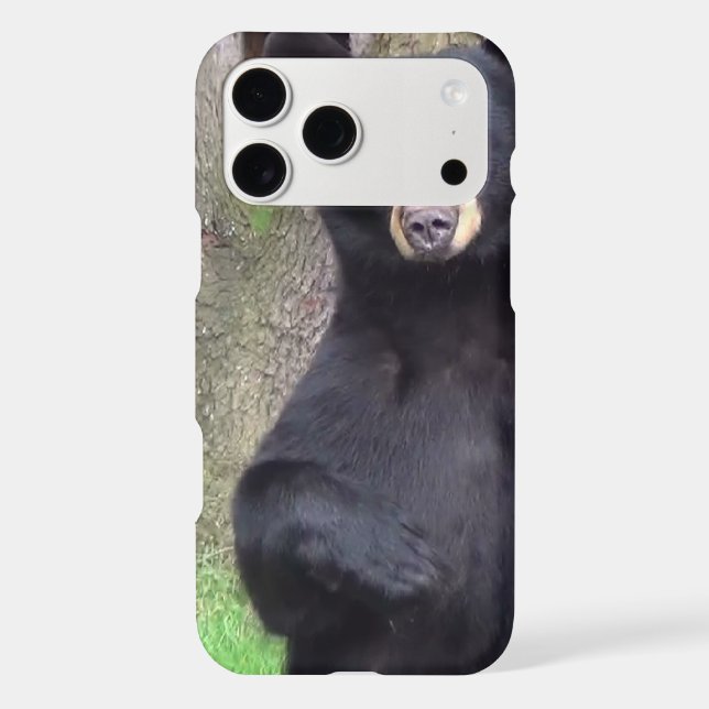 Beautiful Black Bear (Back)