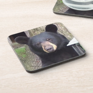Beautiful Black Bear Coaster