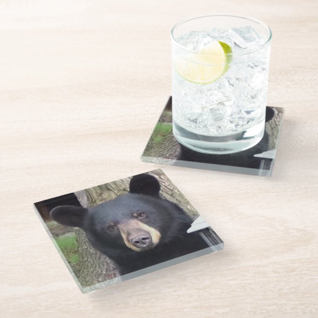 Beautiful Black Bear Glass Coaster (Angled)