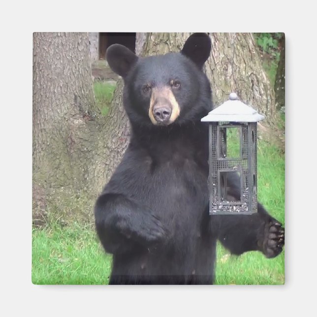 Beautiful Black Bear Magnet (Front)