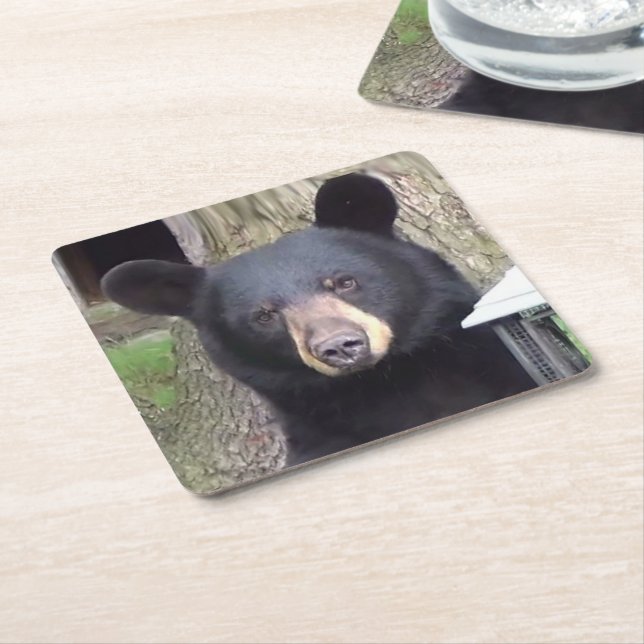 Beautiful Black Bear Square Paper Coaster (Angled)
