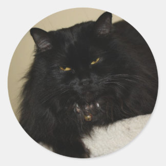 Beautiful black cat classic round sticker