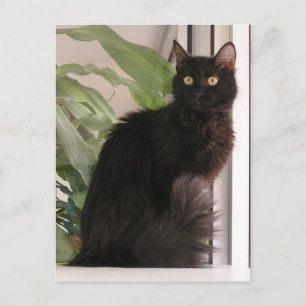 Beautiful Black Cat Postcard