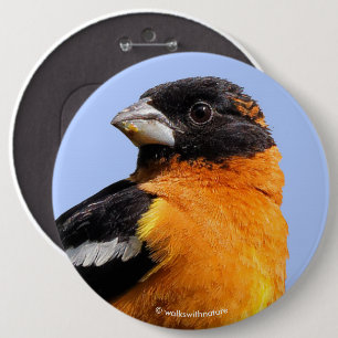 Beautiful Black-Headed Grosbeak in a Tree 6 Inch Round Button