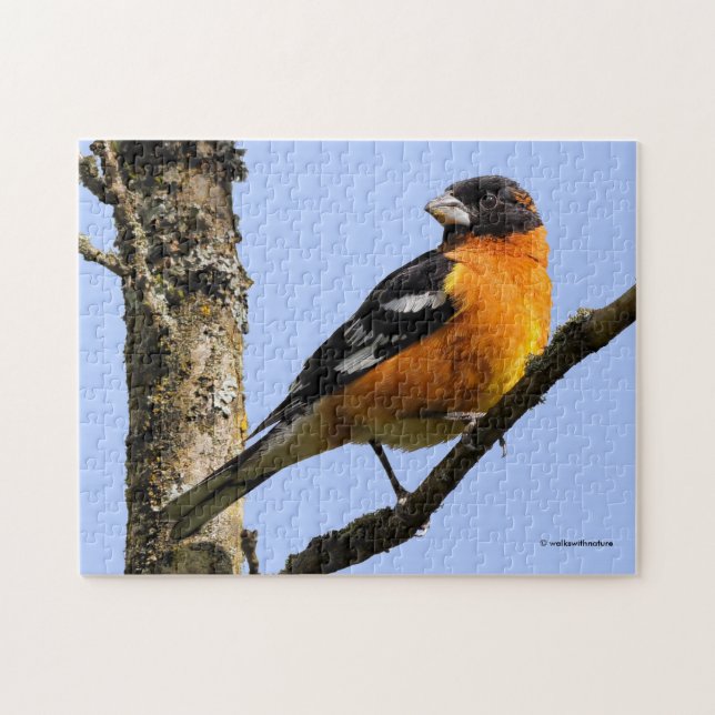 Beautiful Black-Headed Grosbeak in a Tree Jigsaw Puzzle (Horizontal)