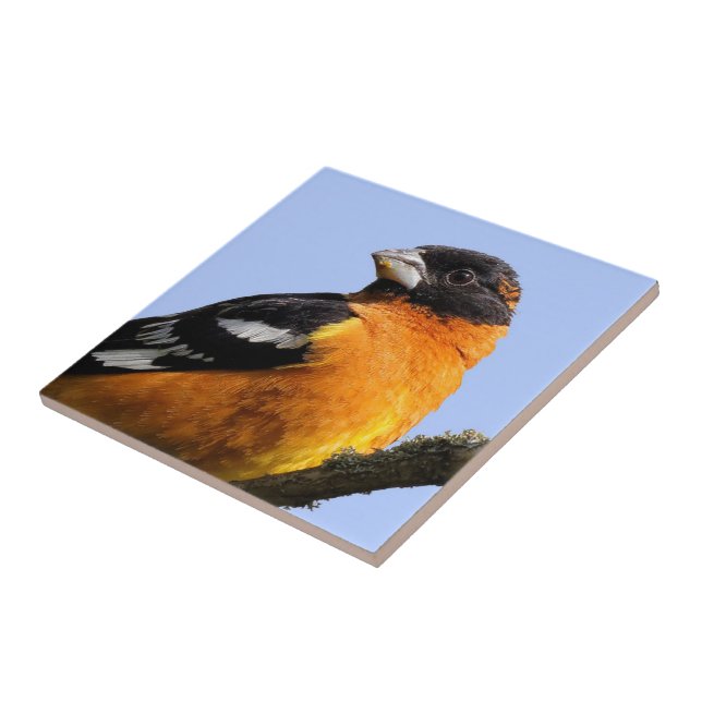 Beautiful Black-Headed Grosbeak in a Tree Tile (Side)